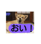 りおんぽんさんま（個別スタンプ：24）