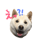 白柴のはちくん（個別スタンプ：1）
