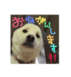 白柴のはちくん（個別スタンプ：4）