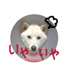 白柴のはちくん（個別スタンプ：5）