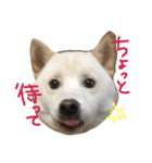 白柴のはちくん（個別スタンプ：9）