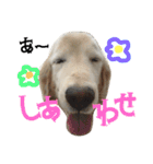 白柴のはちくん（個別スタンプ：15）