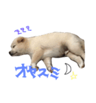 白柴のはちくん（個別スタンプ：18）