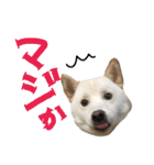 白柴のはちくん（個別スタンプ：24）
