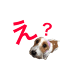 花家、食いしん坊ジャックラッセルのトム（個別スタンプ：3）