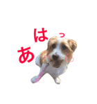 花家、食いしん坊ジャックラッセルのトム（個別スタンプ：5）