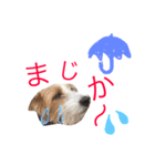 花家、食いしん坊ジャックラッセルのトム（個別スタンプ：6）