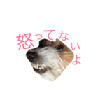 花家、食いしん坊ジャックラッセルのトム（個別スタンプ：8）