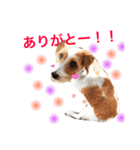 花家、食いしん坊ジャックラッセルのトム（個別スタンプ：9）