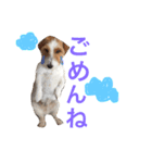 花家、食いしん坊ジャックラッセルのトム（個別スタンプ：10）