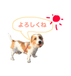 花家、食いしん坊ジャックラッセルのトム（個別スタンプ：11）