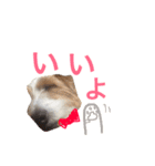 花家、食いしん坊ジャックラッセルのトム（個別スタンプ：15）