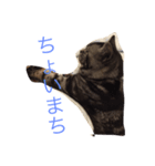 ねこだぞ！（個別スタンプ：1）