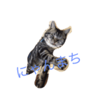 ねこだぞ！（個別スタンプ：2）