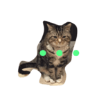 ねこだぞ！（個別スタンプ：3）