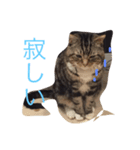ねこだぞ！（個別スタンプ：5）