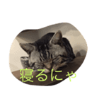 ねこだぞ！（個別スタンプ：6）