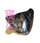 ねこだぞ！（個別スタンプ：7）