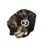 ねこだぞ！（個別スタンプ：8）
