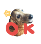 犬のココたん（個別スタンプ：1）