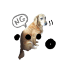 犬のココたん（個別スタンプ：2）
