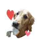 犬のココたん（個別スタンプ：3）