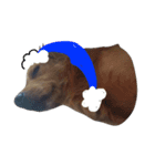犬のココたん（個別スタンプ：5）