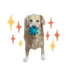 犬のココたん（個別スタンプ：6）