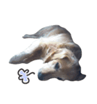 犬のココたん（個別スタンプ：7）