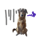 犬のココたん（個別スタンプ：8）