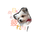 RIN stamp...（個別スタンプ：3）