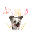 RIN stamp...（個別スタンプ：4）