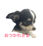 チワワの凛くん（個別スタンプ：1）