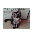 佐藤花ちゃん2（個別スタンプ：1）