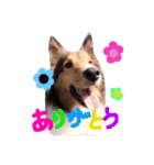 kinakon cute（個別スタンプ：1）