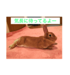 rapid leia！（個別スタンプ：1）