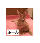 rapid leia！（個別スタンプ：2）
