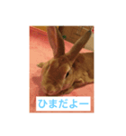 rapid leia！（個別スタンプ：3）