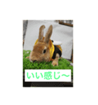 rapid leia！（個別スタンプ：5）