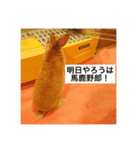 rapid leia！（個別スタンプ：6）
