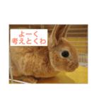 rapid leia！（個別スタンプ：7）