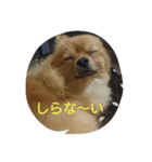 うちのワンコでーす（個別スタンプ：4）