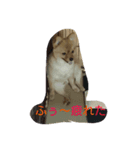 うちのワンコでーす（個別スタンプ：8）