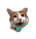 どどねこ日常（個別スタンプ：4）
