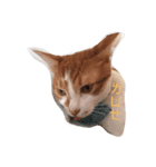 どどねこ日常（個別スタンプ：7）