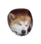 Akita dog Beep（個別スタンプ：2）