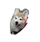 Akita dog Beep（個別スタンプ：4）