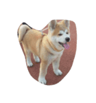 Akita dog Beep（個別スタンプ：5）