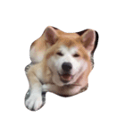 Akita dog Beep（個別スタンプ：7）
