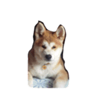 Akita dog Beep（個別スタンプ：8）